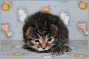 Male Siberian Kitten from Deedlebug Siberians